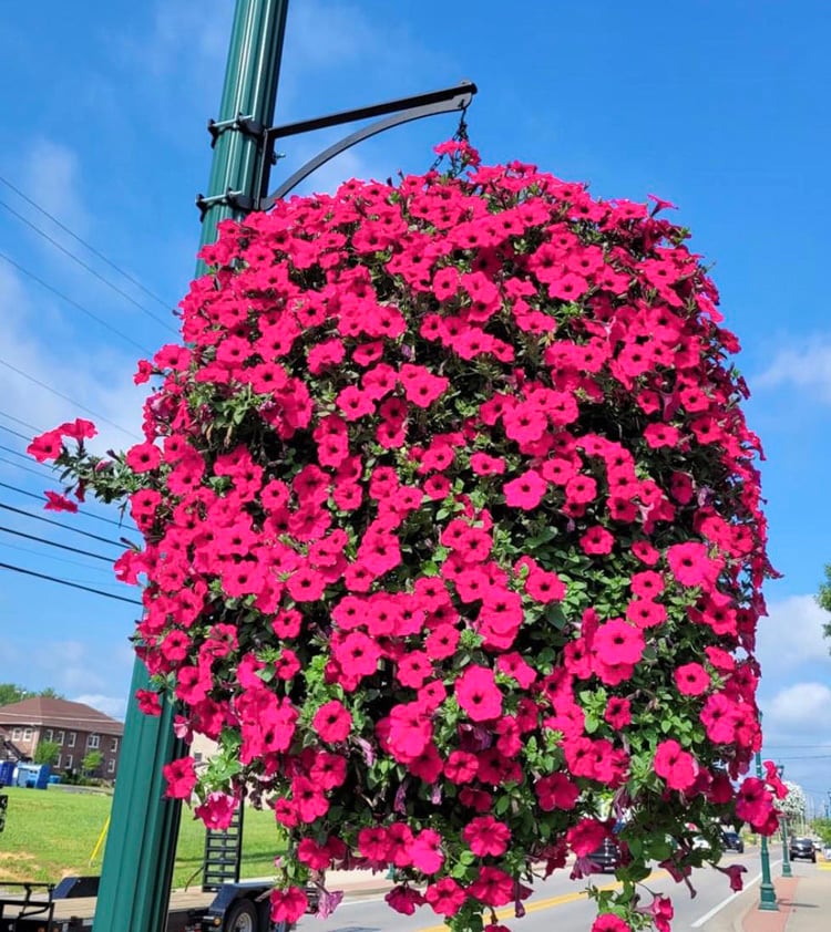 Evigblomster Dekoration til Hjemmet