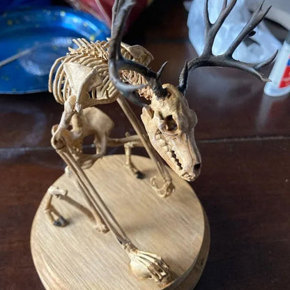 SkellKnoch™ | Skelettets kuriositetskabinet