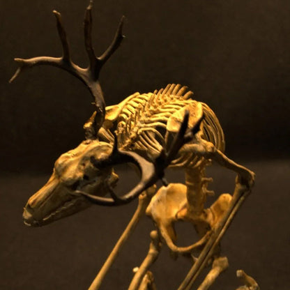 SkellKnoch™ | Skelettets kuriositetskabinet