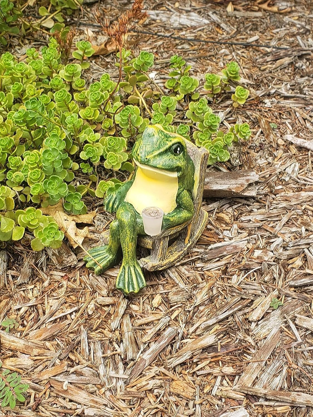 Strålende Haved Frog til Stemningsfulde Uderum