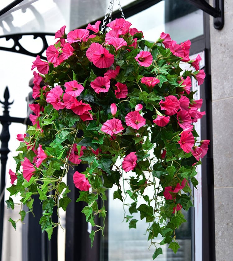 Evigblomster Dekoration til Hjemmet