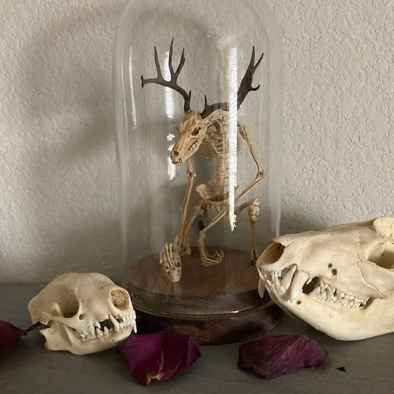 SkellKnoch™ | Skelettets kuriositetskabinet